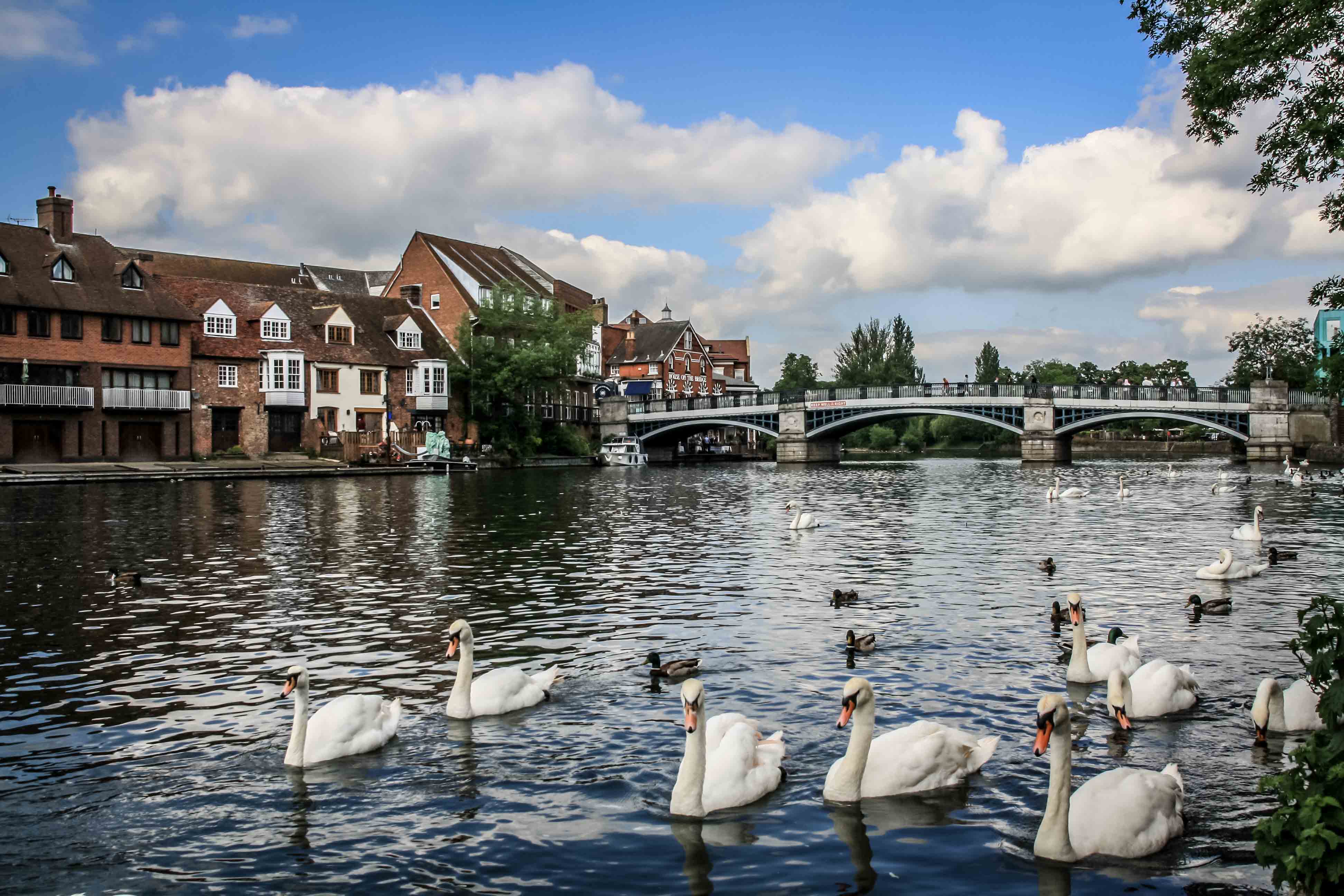 Windsor